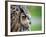 Ollie the European Eagle Owl, April 2003-null-Framed Photographic Print