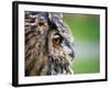 Ollie the European Eagle Owl, April 2003-null-Framed Photographic Print