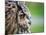 Ollie the European Eagle Owl, April 2003-null-Mounted Photographic Print