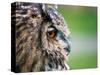 Ollie the European Eagle Owl, April 2003-null-Stretched Canvas