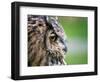 Ollie the European Eagle Owl, April 2003-null-Framed Photographic Print