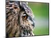 Ollie the European Eagle Owl, April 2003-null-Mounted Photographic Print