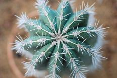 Green Cactus with Big Needles Close-Up, Texture-Olllllga-Framed Stretched Canvas