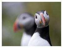 Posing Puffin-Olof Petterson-Mounted Giclee Print