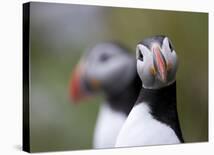 Posing Puffin-Olof Petterson-Framed Giclee Print