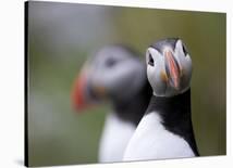 Posing Puffin-Olof Petterson-Framed Giclee Print