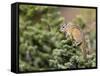 Olympic Chipmunk (Tamias Amoenus Caurinus) in Conifer, Washington, USA-Gary Luhm-Framed Stretched Canvas