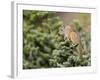 Olympic Chipmunk (Tamias Amoenus Caurinus) in Conifer, Washington, USA-Gary Luhm-Framed Photographic Print