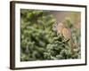 Olympic Chipmunk (Tamias Amoenus Caurinus) in Conifer, Washington, USA-Gary Luhm-Framed Photographic Print