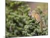 Olympic Chipmunk (Tamias Amoenus Caurinus) in Conifer, Washington, USA-Gary Luhm-Mounted Photographic Print