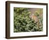 Olympic Chipmunk (Tamias Amoenus Caurinus) in Conifer, Washington, USA-Gary Luhm-Framed Photographic Print