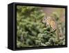 Olympic Chipmunk (Tamias Amoenus Caurinus) in Conifer, Washington, USA-Gary Luhm-Framed Stretched Canvas