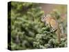 Olympic Chipmunk (Tamias Amoenus Caurinus) in Conifer, Washington, USA-Gary Luhm-Stretched Canvas