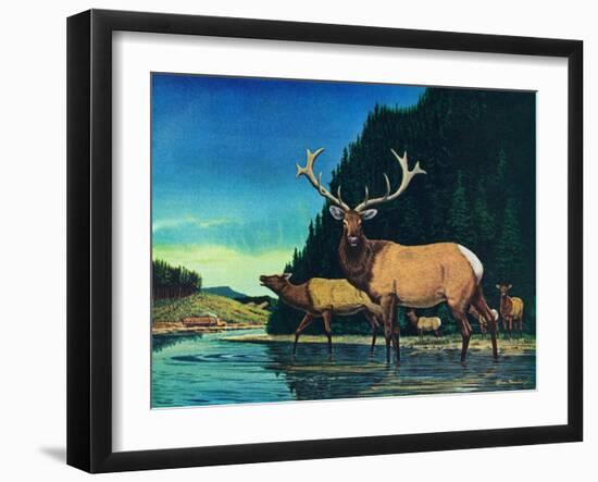 Olympic Elk-Bruce Bontrager-Framed Giclee Print