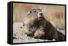 Olympic Marmot-DLILLC-Framed Stretched Canvas