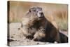 Olympic Marmot-DLILLC-Stretched Canvas