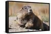 Olympic Marmot-DLILLC-Framed Stretched Canvas