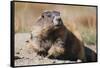 Olympic Marmot-DLILLC-Framed Stretched Canvas