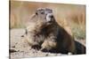 Olympic Marmot-DLILLC-Stretched Canvas