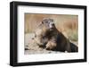 Olympic Marmot-DLILLC-Framed Photographic Print