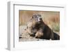 Olympic Marmot-DLILLC-Framed Photographic Print