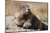 Olympic Marmot-DLILLC-Mounted Photographic Print