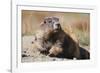 Olympic Marmot-DLILLC-Framed Photographic Print