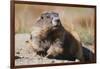 Olympic Marmot-DLILLC-Framed Photographic Print