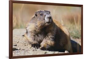 Olympic Marmot-DLILLC-Framed Photographic Print