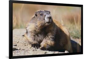 Olympic Marmot-DLILLC-Framed Photographic Print