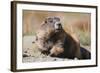 Olympic Marmot-DLILLC-Framed Photographic Print