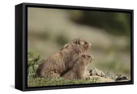 Olympic Marmots-DLILLC-Framed Stretched Canvas