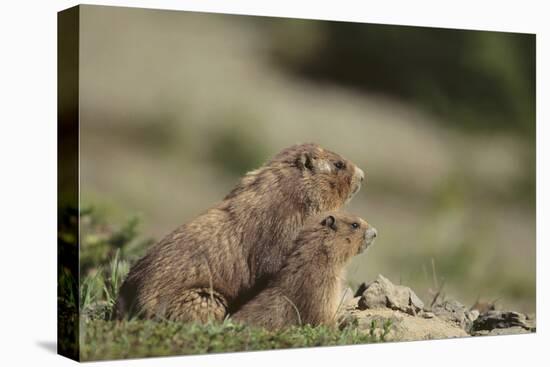 Olympic Marmots-DLILLC-Stretched Canvas