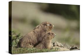 Olympic Marmots-DLILLC-Stretched Canvas