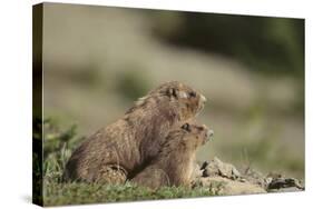 Olympic Marmots-DLILLC-Stretched Canvas