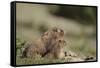 Olympic Marmots-DLILLC-Framed Stretched Canvas