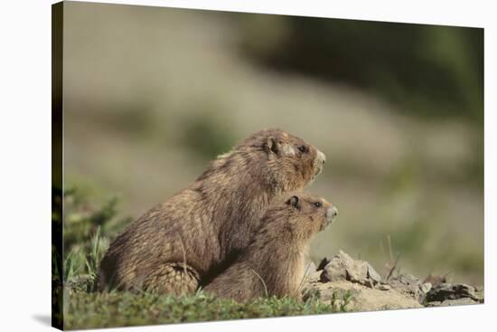 Olympic Marmots-DLILLC-Stretched Canvas