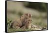 Olympic Marmots-DLILLC-Framed Stretched Canvas