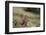Olympic Marmots-DLILLC-Framed Premium Photographic Print
