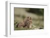 Olympic Marmots-DLILLC-Framed Premium Photographic Print