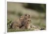 Olympic Marmots-DLILLC-Framed Photographic Print