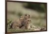 Olympic Marmots-DLILLC-Framed Photographic Print