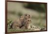 Olympic Marmots-DLILLC-Framed Photographic Print