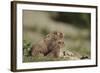 Olympic Marmots-DLILLC-Framed Photographic Print