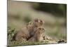 Olympic Marmots-DLILLC-Mounted Photographic Print