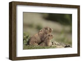 Olympic Marmots-DLILLC-Framed Photographic Print