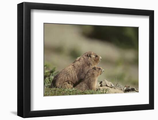 Olympic Marmots-DLILLC-Framed Photographic Print