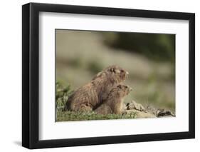 Olympic Marmots-DLILLC-Framed Photographic Print