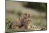 Olympic Marmots-DLILLC-Mounted Photographic Print