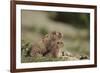 Olympic Marmots-DLILLC-Framed Photographic Print